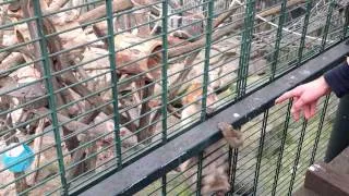 В зоопарке Вены - обезьяны мартовском солнышке