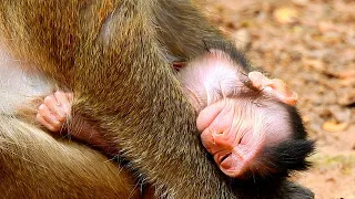 Just born baby monkey look like sick, Newborn very weak