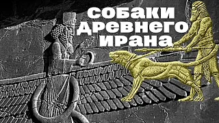 Рассказы кокер-спаниеля Фрейи о жизни и магических ритуалах собак в Древнем Иране