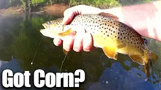 Does CORN Work better than Powerbait? Beginner Trout Fishing