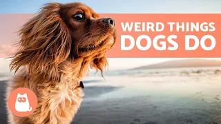 8 STRANGE DOG BEHAVIORS Explained 🐶