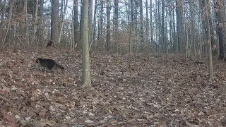 Squirrel leaps on camera: Trail cam compilation