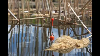 КТО БЫ МОГ ПОДУМАТЬ ЧТО ВСЯ РЫБА В ЭТОМ КАМЫШЕ!