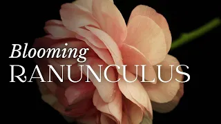 TIMELAPSE Ranunculus Flower Blooming