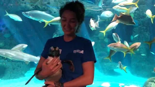 SEA-SPAN Episode 5: Penguins Waddle Through the Aquarium