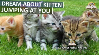 Dreams About KITTEN Jumping At You - Biblical Meaning of Kittens (Cats)