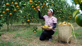 Country girl harvests oranges to sell at market, takes care of chickens, cooking - Lam Tieu Van