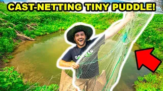 Cast-Netting TINY PUDDLE that's LOADED with FISH to FEED My Pet BASS!!!