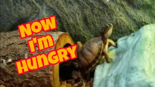 How to entice your Baby Box Turtles to eat? DO THIS RIGHT BEFORE FEEDING THEM!