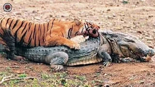 Alligator vs Tiger: Who do You Think Will Win in the Fight?