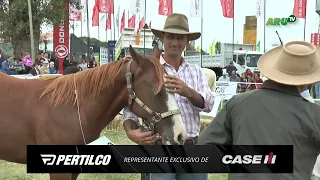 Expo Rural Melilla 2024 - Cuarto de Milla y Paint horse
