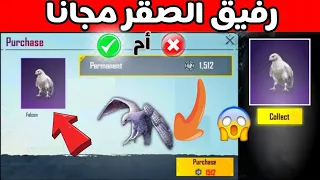 احصل علي رفيق الصقر مجانا ببجي موبايل هل صحيح ؟丨الصقر مجانا حقيقة ام خيال 丨رفيق الصقر ببجي