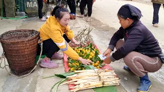 Harvest Tangerine & Wild Tree Cores, Wild Fruit Goes to the market sell | Ly Thi Tam