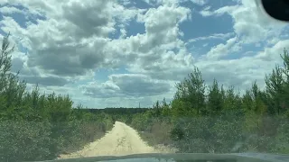 Driving Through The Forest Roads in Ocala National Forest, Florida