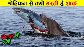 आखिर shark डॉलफिन से इतना डरती क्यों है shark vs dolphin who is more powerfull ! animals ! sea fish