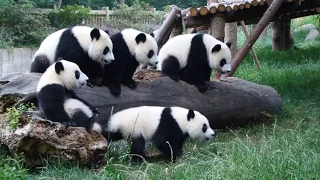 Смешные и милые панды. Панда. // Funny and cute panda. Кунг-фу Панда.