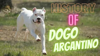 The fascinating history of the dogo Argentino: from it's origins to modern day