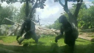 Aggressive gorilla cracks glass at the San Diego Zoo