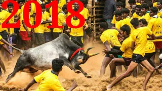 Jalli kattu 2019 | status| jalli kattu fans must be watch