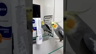 корелла болтает и поёт песни, попугай корелла разговаривает 🦜🥀🦜🥰👌🌺