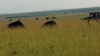 Buffalo bull saves buffalo cow from lion pride