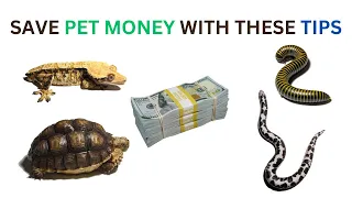 5 Money-Saving TIPS for New Invert and Reptile Keepers