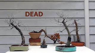 Dead Trees & Channel Break