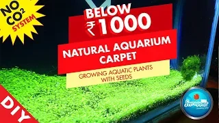 How to Make Aquarium Carpet || Growing Aquatic Plants With Seeds || Planted Tank
