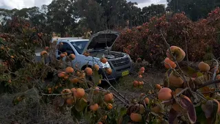 Young NSW Persimmon Orchard