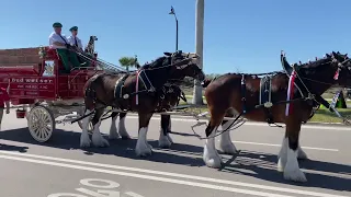 Budweiser Clydesdales Parade @CoolToday Park