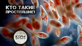 Кто такие простейшие?