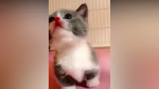 🥰Funny cats