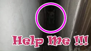 Rescue the poor cat who fell from the narrow gap between the two walls