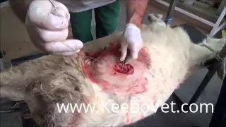 Goat Caesarean Section (C Section), Surgery Performed By Veterinarian Doctor