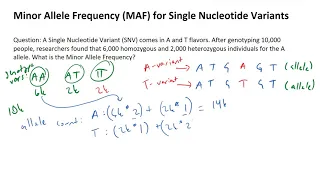 How to Calculate the Minor Allele Frequency MAF in Single Nucleotide Variants