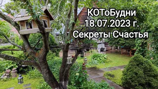 КОТоБУДНИ, 18 июля 2023 г. или Что такое Счастье?!