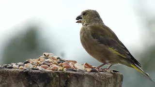 Greenfinch (Chloris chloris)