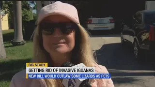 Florida lawmakers want to ban the sale of certain iguanas