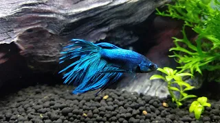 Top fin Engage! New Betta fish!!
