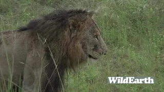 WildEarth - Sunrise Safari - 20 January 2022