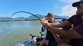 Monster Fraser River Sturgeon!