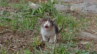 Blind And Sick Kitten Cries For Help 😭 But People Ignore Her