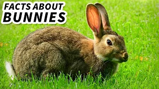 Bunny Facts: FUN FACTS about RABBITS 🐇 Animal Fact Files