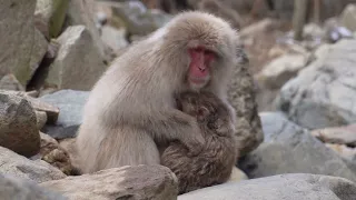 Snow Monkeys in Nagano Japan