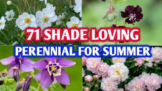 71 Shade Loving Perennials For Summer | Shade Garden Perennials for Summer |