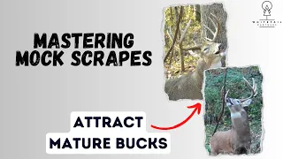 Mastering Mock Scrapes to Attract More Deer to Your Whitetail Property