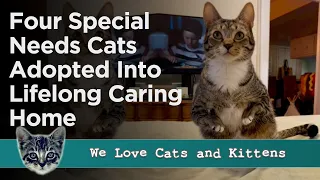 Cat Loving Lady Adopts Four Special Needs Cats To Give Them The Life They Deserve!