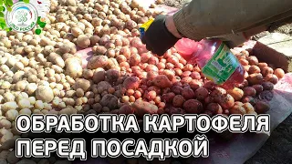 Обработка клубней перед посадкой. Химические и народные способы обработки картофеля.