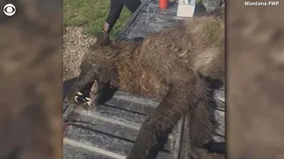 Mystery creature shot in Montana puzzles experts