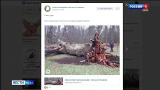 Ветер сломал Тургеневский дуб в Спасском Лутовиново